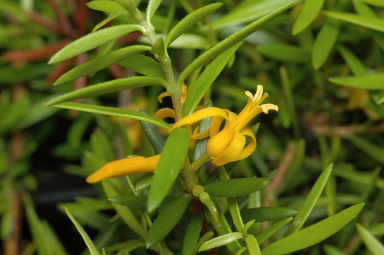 File:Persoonia recedens.jpg