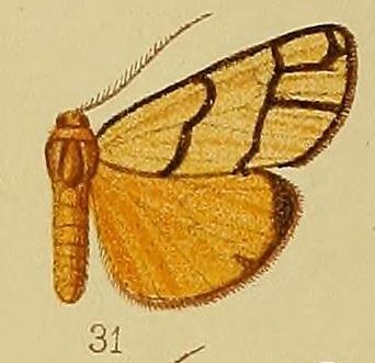 File:Pl.36-fig.31-Anaphosia pectinata Hampson, 1910.JPG