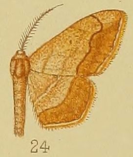 File:Pl.39-fig.24-Scopula curvimargo (Warren, 1900) (syn.I.nubicincta).JPG