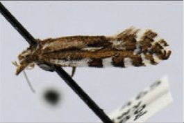 File:Plutella notabilis.jpg