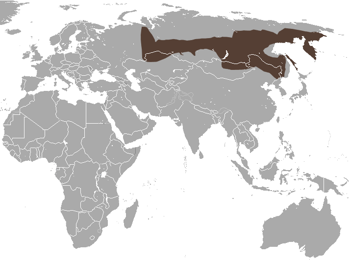 File:Siberian Large-toothed Shrew area.png