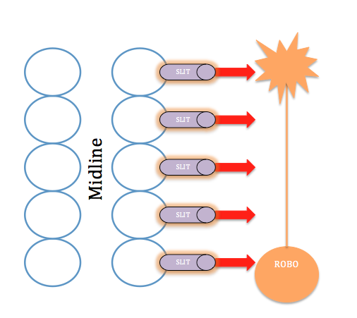 File:Slit and Axon Guidance.png