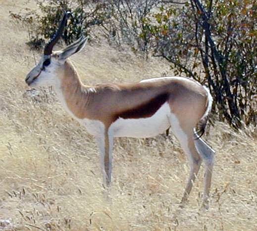 File:Springbok.JPG