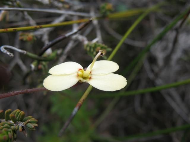 File:Stylidium rupestre flower1.jpg