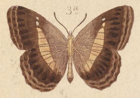 File:T6-03a-Algia felderi (Kirsch, 1877)-underside.JPG