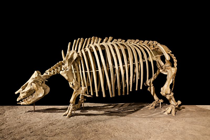 File:Teleoceras fossiger skeleton.jpg