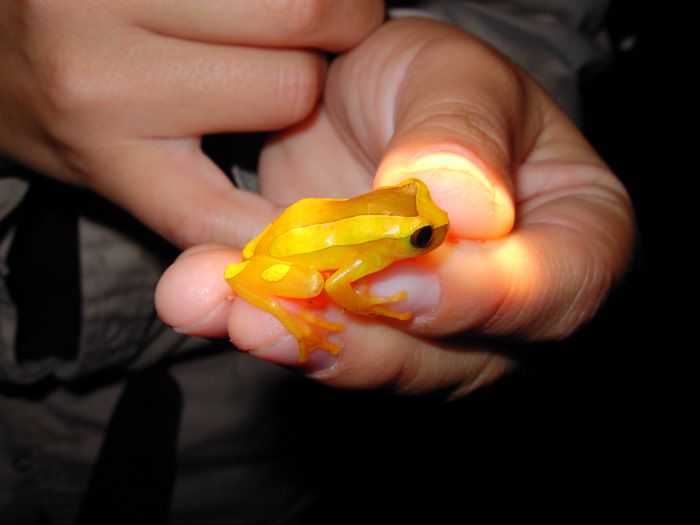 File:Tropical Tree frog MLC.JPG