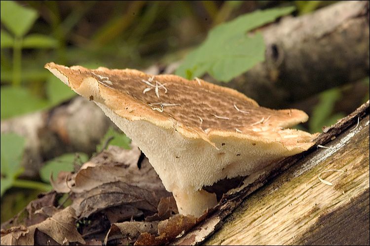 File:2009-05-12 Polyporus tuberaster (Jacq.) Fr 43277.jpg