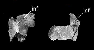 File:Alioramus altai femur.png