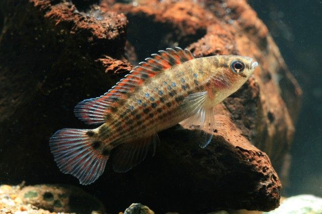 File:Badis ruber (Schreitmüller, 1923).jpg