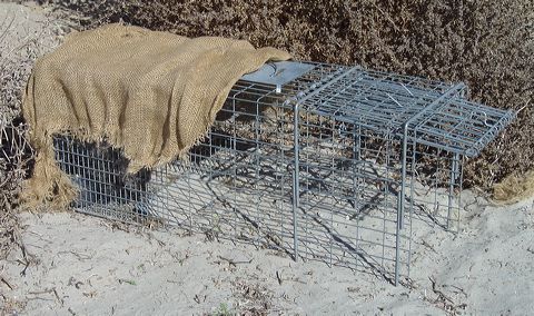 File:Cage trap.jpg