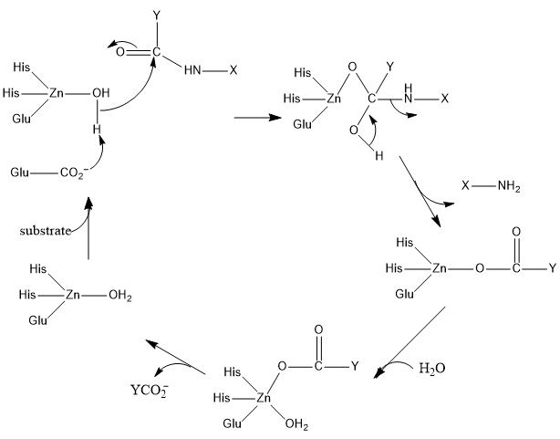 File:Carboxypeptidase.jpg