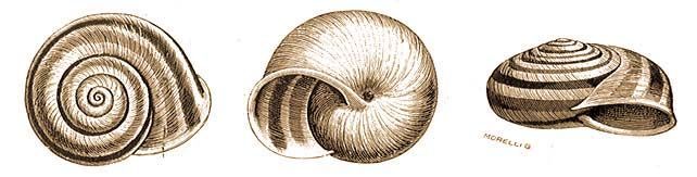 File:Chilostoma trizona.jpg