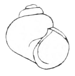 File:Clappia umbilicata shell.png