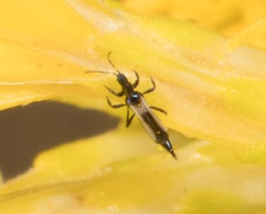 File:Erythrothrips keeni, Kern, California 1.jpg