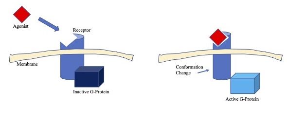 File:GPCR Clipart.jpg