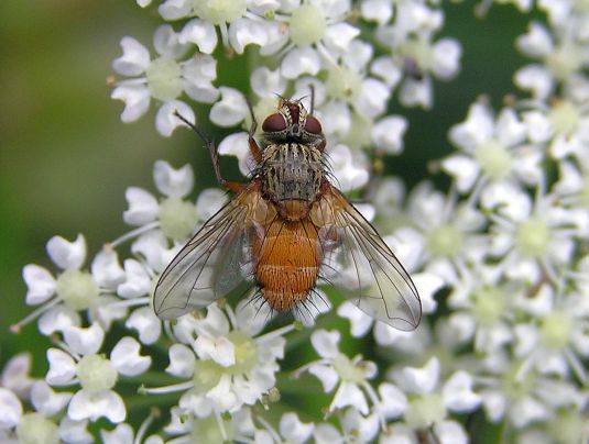 File:Hyalurgus lucidus.jpg