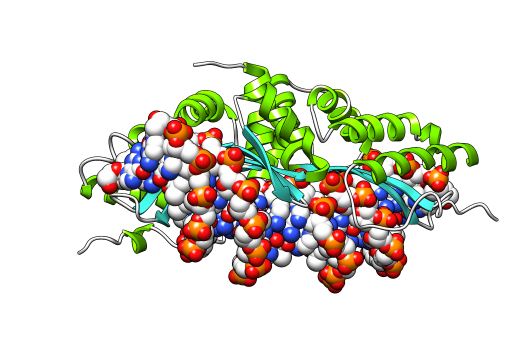 File:I-CreI dimer DNA.png