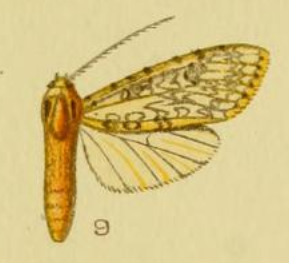 File:Lophocampa longipennis.png