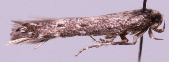 File:Monochroa rumicetella1.jpg