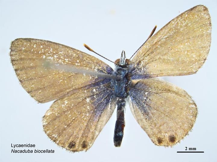 File:Nacaduba biocellata dorsal.jpg