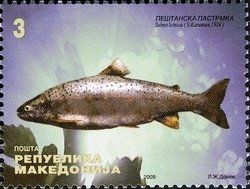 File:Ohrid Trout (Salmo letnica).jpg