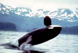 File:Orca 2.jpg