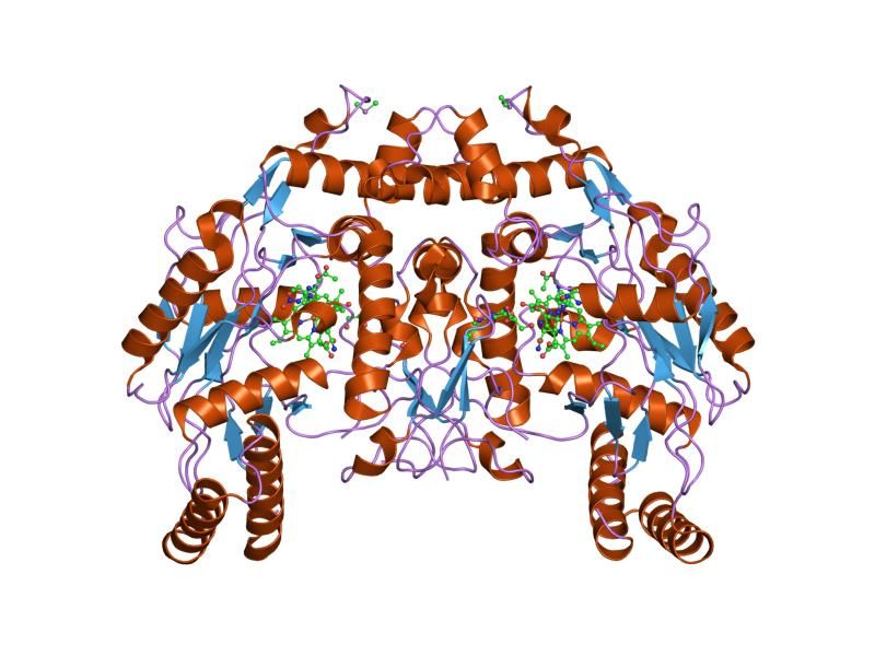 File:PDB 1p6n EBI.jpg