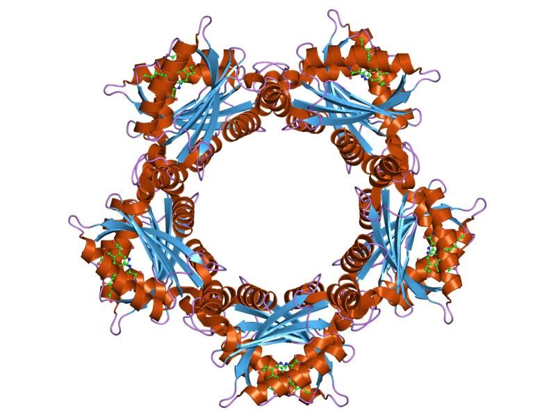 File:PDB 1x0p EBI.jpg