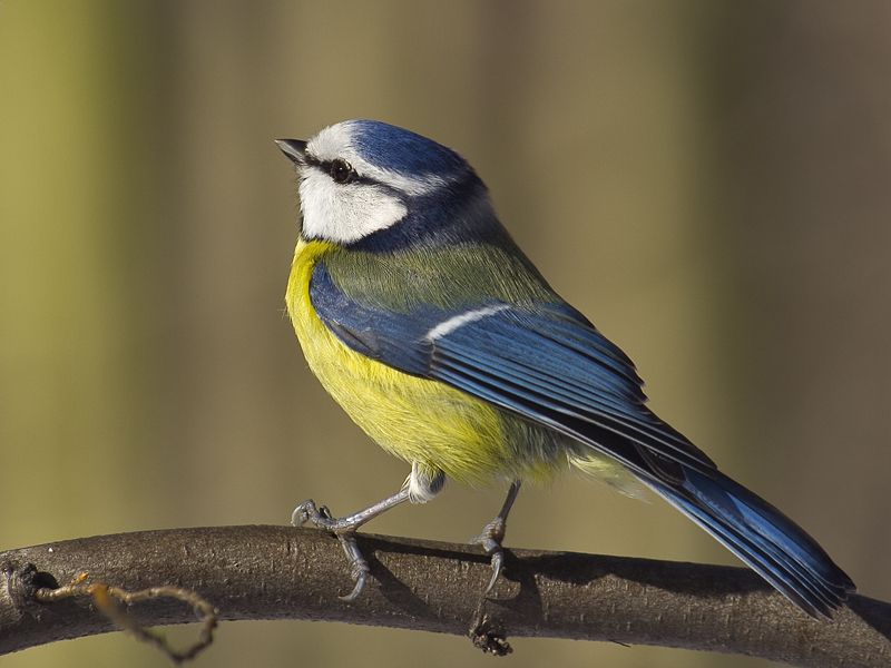 File:Parus caeruleus01.jpg