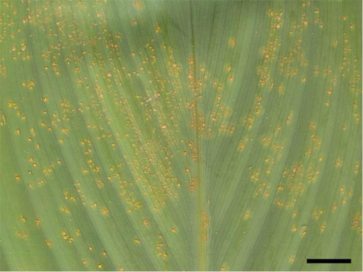 File:Puccinia thaliae hoste symptones2.jpg