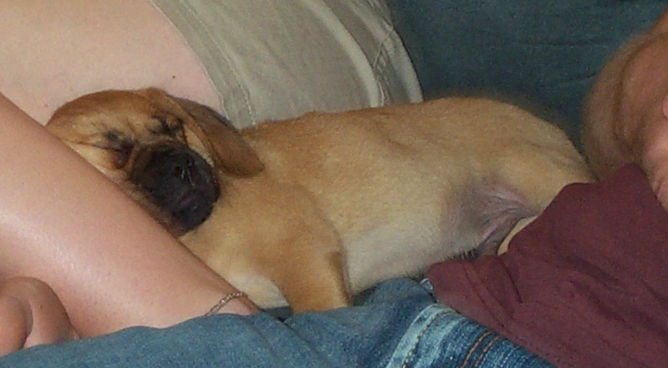 File:Puggle.png