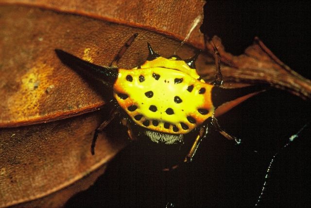 File:Spider madagascan.jpg