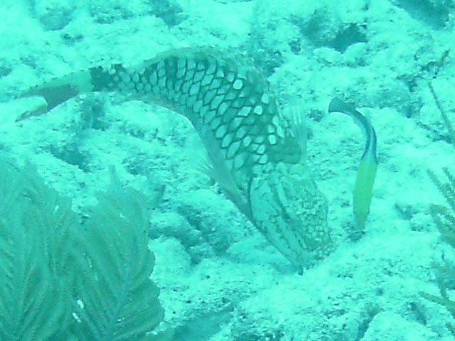 File:Stoplight Parrotfish Marker32 2010.jpg