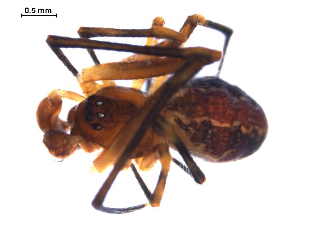 File:Theridion glaucescens m.jpg