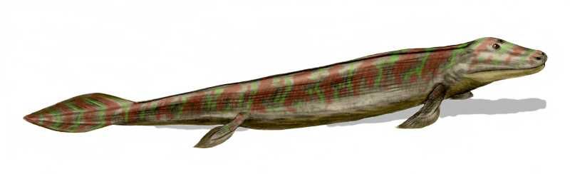 File:Tiktaalik BW.jpg