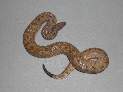 File:Tropidophis canus.jpg