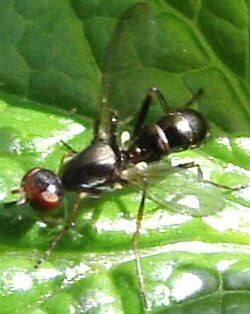 File:Unknown.ant.mimicking.fly.dorsal (cropped).jpg