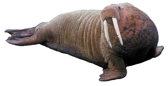 File:Walrus animal male detailed photo white background.jpg