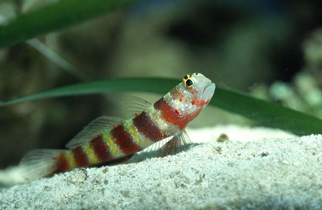 File:Wheeler's Goby.jpg