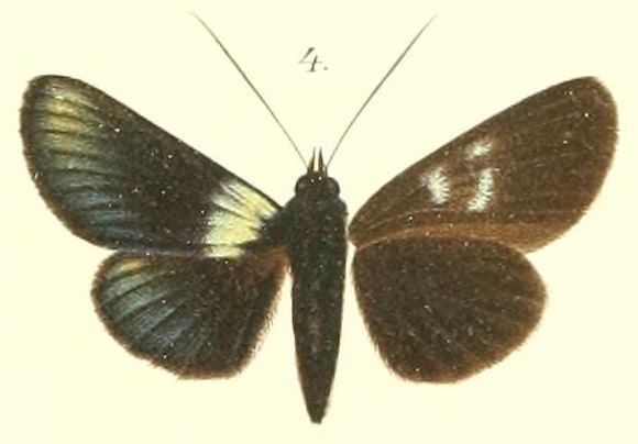 File:04-Burgena chalybeata Rothschild, 1896.JPG