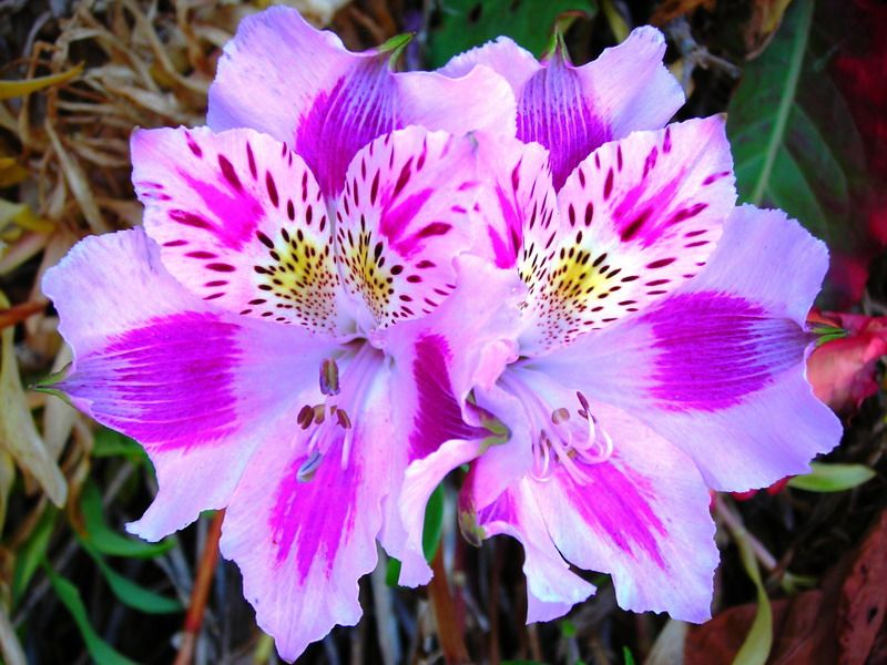 File:Alstroemeria pelegrina L..jpg