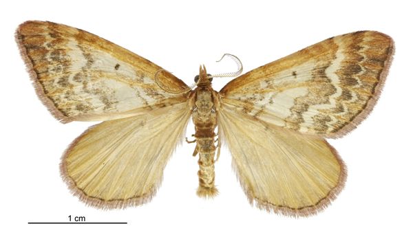 File:Asaphodes helias male.jpg