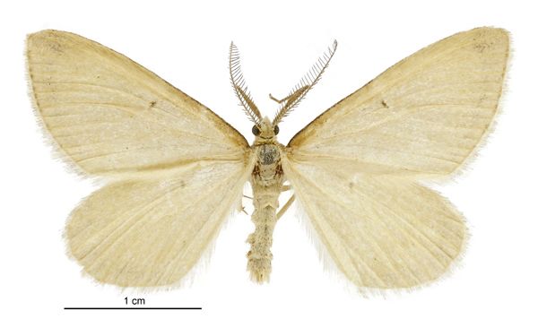 File:Asaphodes sericodes male.jpg