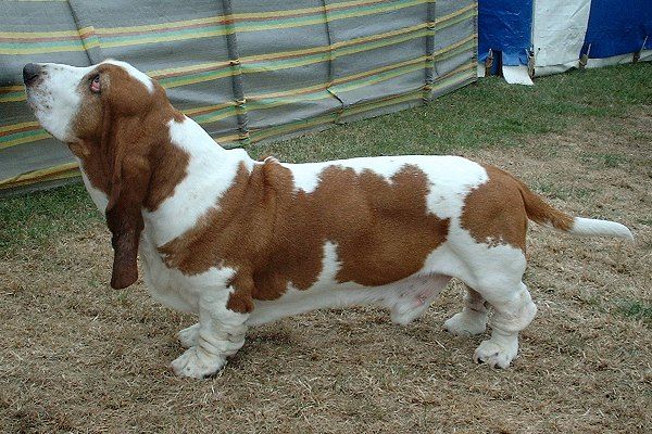 File:Basset Hound 600.jpg