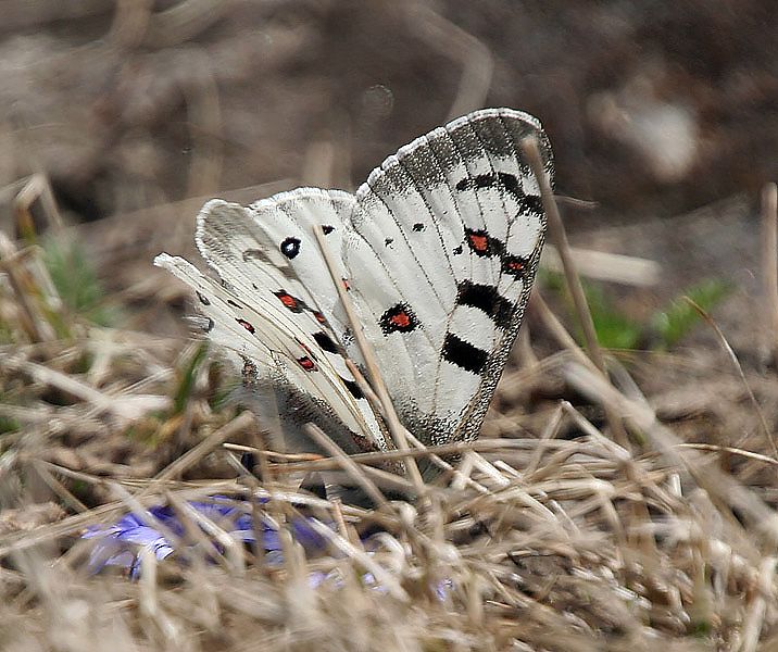 File:Butterfly (13800 ft) I IMG 7201.jpg