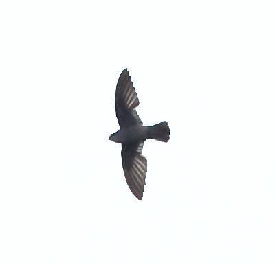 File:Chaetura spinicaudus - Band-rumped Swift.jpg