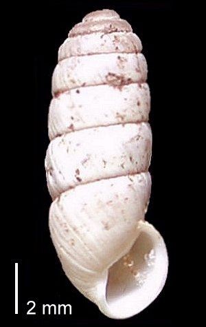 File:Cylindrus obtusus.jpg