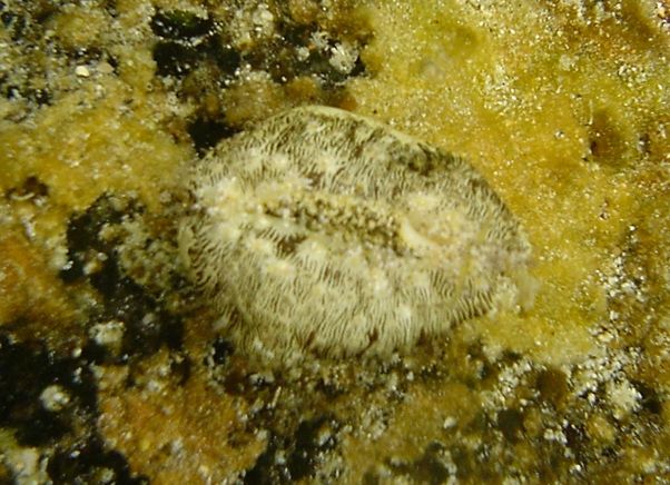 File:Cypraea moneta mantle expansion 3.jpg