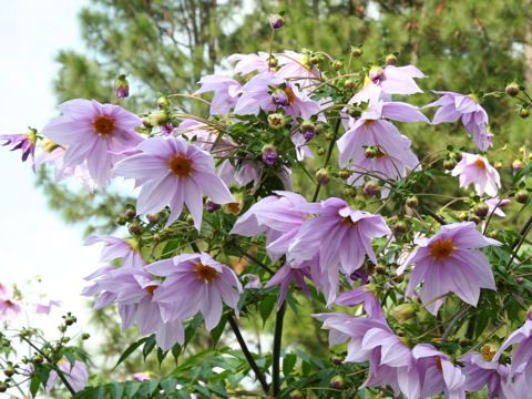 File:Dahlia imperialis1SHSU.jpg